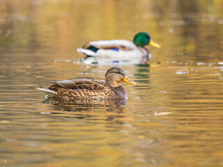 Mallard female Duck swims in the pond.