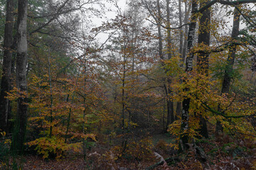 Alençon, France - 11 26 2022: Panoramic view of the Ecouves forest