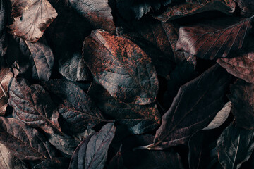 dark moody faded brown autumn leaf background, fall decay