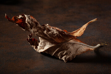 dark moody faded brown autumn leaf background, fall decay