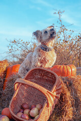 old sweet dog in field with pumpkins and basket
