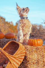 old sweet dog in field with pumpkins and basket