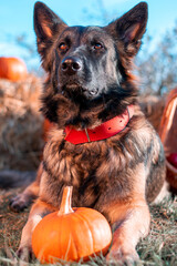 german shepherd dog on grass in pumpkin