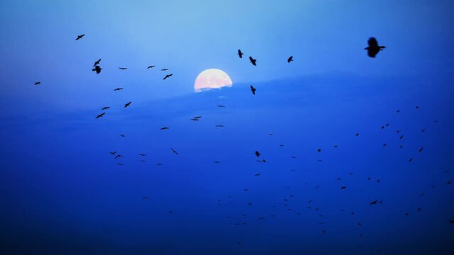 Flock of wild birds black crows are flying in night sky with moon light. Black birds ravens move in heaven dusk twilight blue color. Gothic nature landscape. Dark silhouette of Bird flapping wings