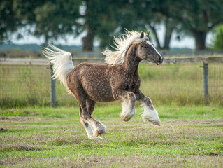 Gypsy Vanner Horse colt gallops across paddock