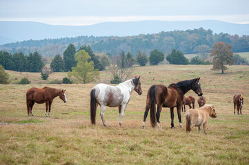 Fototapeta na wymiar Horses graze the rolling hills of Mena, Arkansas at Proud Spirit Horse Rescue