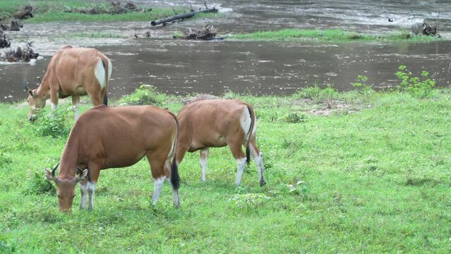 banteng Bibos banting in a field