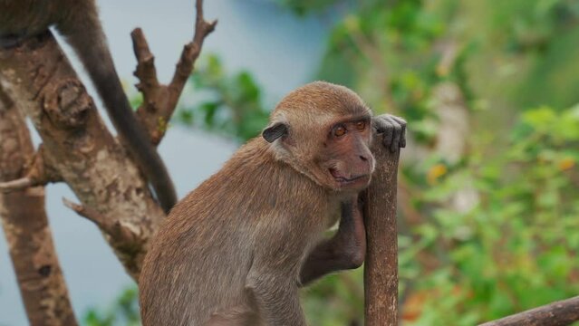 Chewing monkey sitting on the branch, Bali 