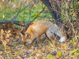 The red fox Vulpes vulpes walks along a path in the forest.