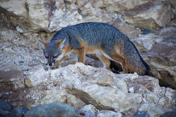 fox in the wild on rocky ledge