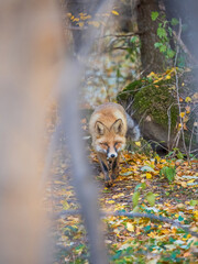 The red fox Vulpes vulpes walks along a path in the forest.
