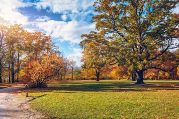 Zelfklevend Fotobehang Autumn scene, fall,  red and yellow trees and leaves in sun light. Beautiful autumn landscape with yellow trees and sun. Colorful foliage in the park, falling leaves natural background © daliu