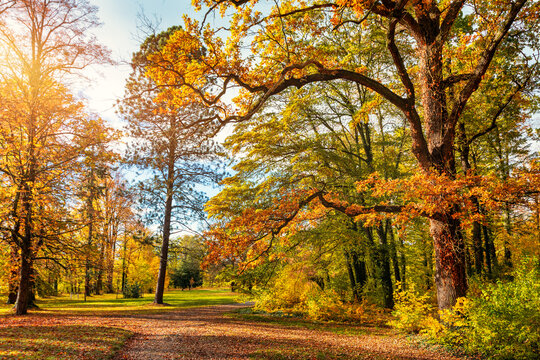 Autumn scene, fall,  red and yellow trees and leaves in sun light. Beautiful autumn landscape with yellow trees and sun. Colorful foliage in the park, falling leaves natural background