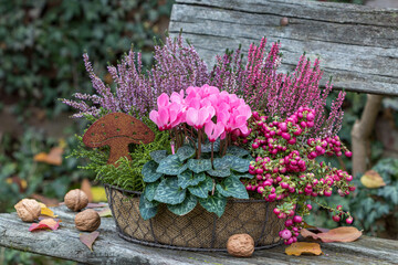 pink Alpenveilchen, Torfmyrte und Heidekraut im Korb im Garten