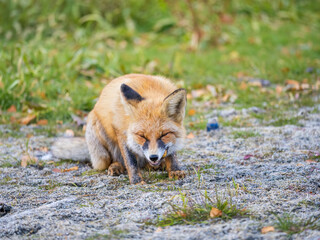 Close up of a red fox Vulpes vulpes, sitting on a path in the forest.
