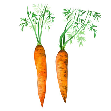 Watercolor drawing. Vegetable, orange carrot with green leaves hand drawn in watercolor on a white background. For printing on fabric, dishes, decor, creativity and scrapbooking.