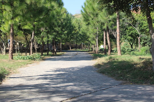 Curvy Walkway Surrounded By Pine Trees In Daylight.