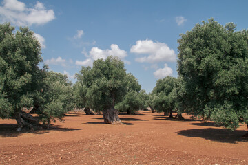 Olivos centenarios en las proximidades de Monopoli, Italia. Árboles con los troncos retorcidos y engrosados con el paso de los años para obtener aceitunas y aceite de oliva de gran calidad.
