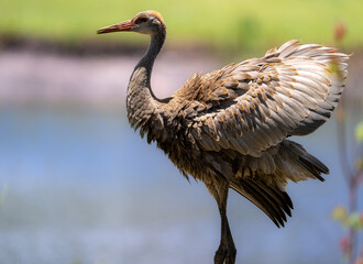 Fluffing junior sandhill crane