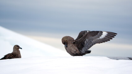 Brown skua (Stercorarius antarcticus) in the snow with its wings extended at Portal Point, Antarctica