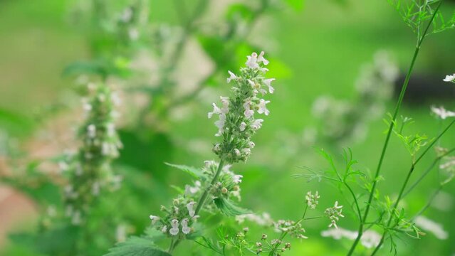 Mint blossom, the concept of growing medicinal plants, green leaves on annual plants in a herb garden. Selective focus