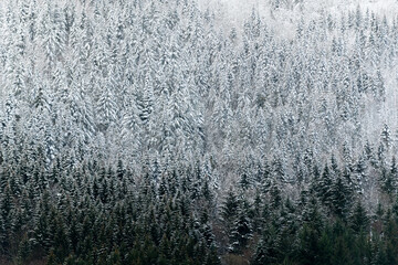 Coniferous forest sprinkled with first snow in mountain.