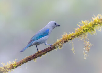Blue-gray Tanager
