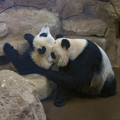 Giant pandas, bear pandas, two funny babies playing together
