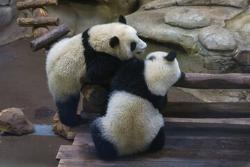 Fototapeta premium Giant pandas, bear pandas, two funny babies playing together 