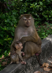 Monkey with baby in the Phuket