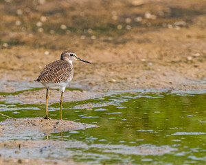 A sand piper mud land for food