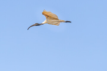 A Black Headed Ibis in flight in sky
