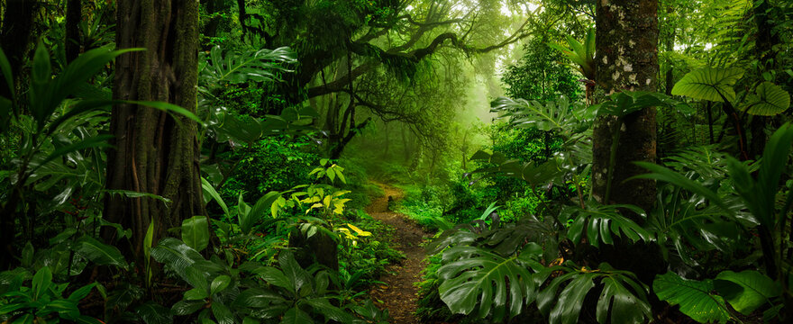 Amazon Rain-Forest Images – Browse 81,789 Stock Photos, Vectors, and ...