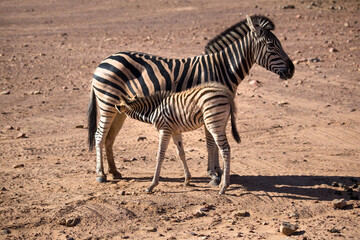 Fototapeta na wymiar zebras in the desert. South Africa