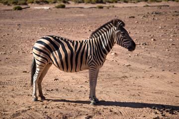 Fototapeta na wymiar zebras in the desert. South Africa