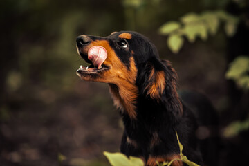 Dog shelter puppy portrait