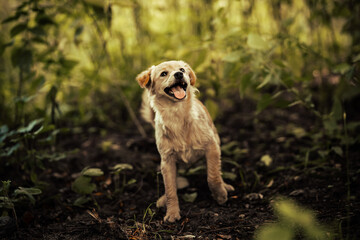 Dog shelter puppy portrait