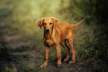 Dog shelter puppy portrait