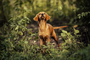 Dog shelter puppy portrait