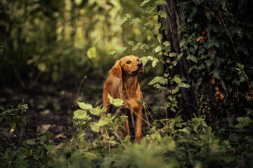 Dog shelter puppy portrait