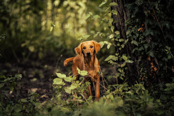 Dog shelter puppy portrait