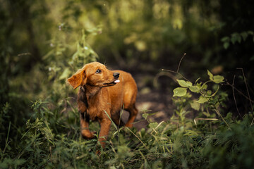 Dog shelter puppy portrait