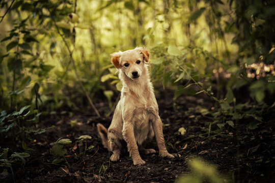 Dog shelter puppy portrait