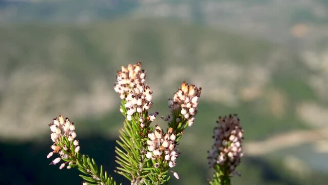 wild flowers with defocused natural background. Erica Vagans species.