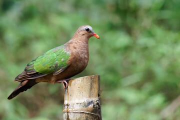 Emerald dove perching on a bamboo top