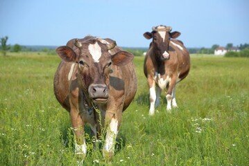 Naklejka na ściany i meble Two thoroughbred cows graze in the meadow.