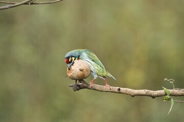 Coppersmith barbet having fruits with beautiful background at Karnataka,India. Beautiful bird with beautiful background. It can be used as wallpaper.
