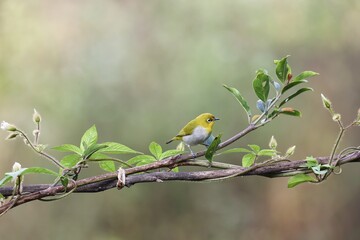 Oriental white-eye or Indian white eye bird  sitting on the branch of a tree. Amazing photo  with beautiful background. Best to watch when birds feed on their food
