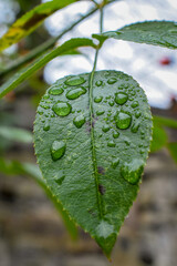 water drops on leaf - obrazy, fototapety, plakaty