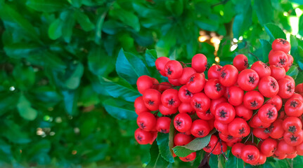 a bunch of red rowanberries on a green background of leaves, floral background